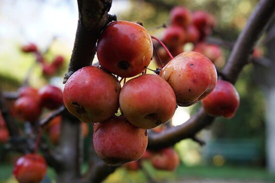 Vog Products, nuovo record di fatturato nel settore della frutta Vog Products, nuovo record di fatturato nel settore della frutta