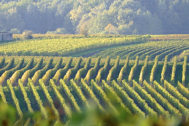 Azienda Agricola Cos: l’arte della viticoltura tra biodinamica e tradizione