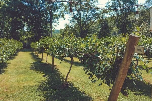La Piana di Alsium: quattro generazioni di agricoltura biologica di qualità